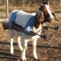 Captain Of War Goats