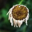 withered