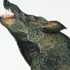 actualpig