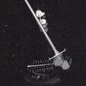 Allocerius